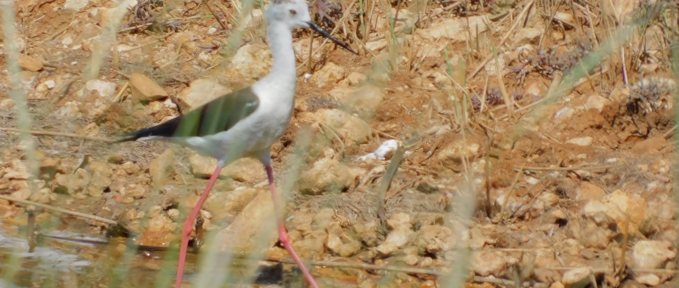 Riserva naturale Palude Palud - Rovigno